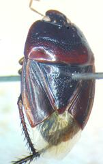 Cydnidae