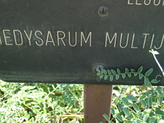 Corethrodendron multijugum