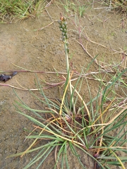 Triglochin maritima