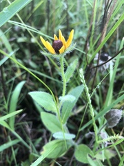 Rudbeckia