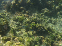 Thalassoma pavo