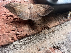 Anticarsia gemmatalis