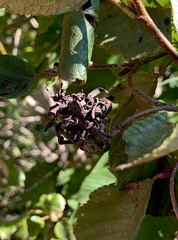 Taphrina robinsoniana