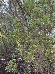 Leptospermum laevigatum