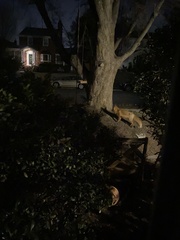 Vulpes vulpes fulvus