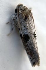 Acrolophus piger