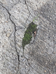 Tortula muralis