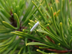 Eucalantica polita