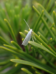 Eucalantica polita