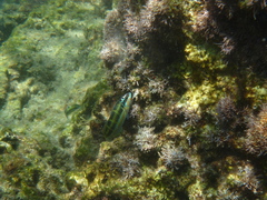 Thalassoma pavo