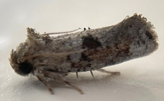Acrolophus piger