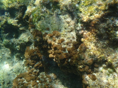 Chondrilla nucula
