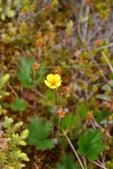 Geum calthifolium