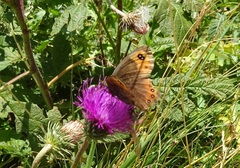 Erebia montanus