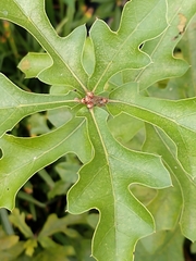 Quercus stellata