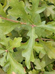 Quercus stellata