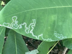 Phyllocnistis magnoliella