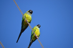 Aratinga nenday