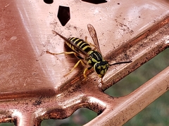 Vespula squamosa