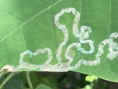 Phyllocnistis magnoliella