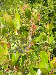 Searsia lucida