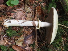 Agaricus sylvicola