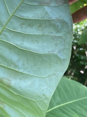Phyllocnistis magnoliella