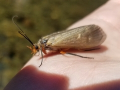 Dicosmoecus