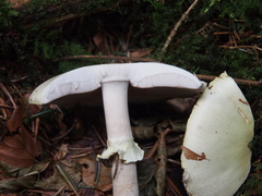 Agaricus sylvicola