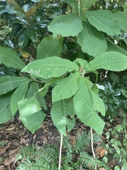 Phyllocnistis magnoliella