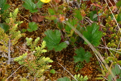 Geum calthifolium