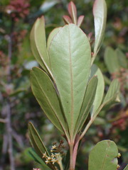 Searsia lucida