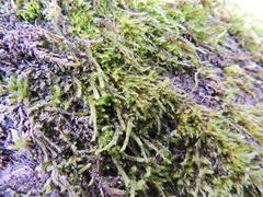 Cryphaea heteromalla