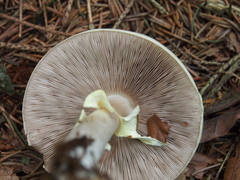 Agaricus sylvicola