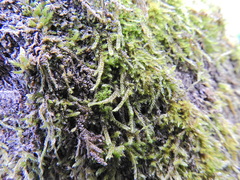 Cryphaea heteromalla