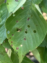 Wilsonomyces carpophilus
