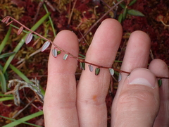 Vaccinium oxycoccos