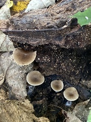Simocybe centunculus