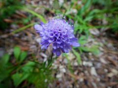 Scabiosa canescens
