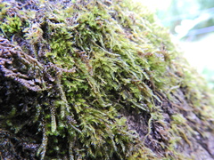 Cryphaea heteromalla