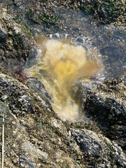 Phacellophora camtschatica