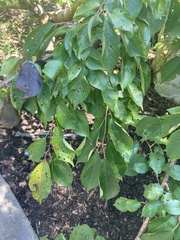 Wilsonomyces carpophilus