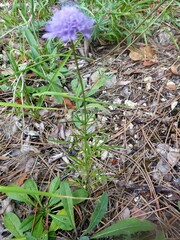 Scabiosa canescens