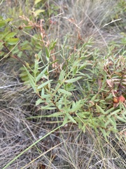 Comandra umbellata