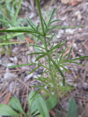 Scabiosa canescens