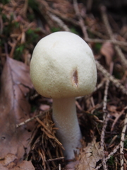 Agaricus sylvicola