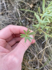 Comandra umbellata