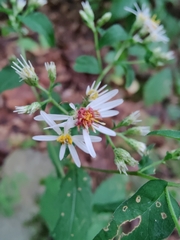 Eurybia divaricata