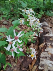 Eurybia divaricata
