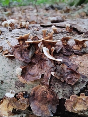 Stereum subtomentosum